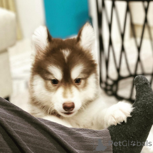 Photo №2 to announcement № 172462 for the sale of siberian husky - buy in France private announcement