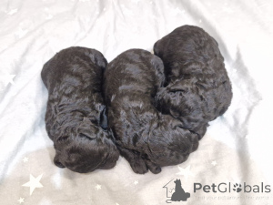 Photo №1. poodle (dwarf) - for sale in the city of Minsk | negotiated | Announcement № 167529