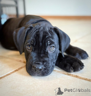 Photo №3. Say hello to Aria elegance, love, and loyalty all in one beautiful pup.. Finland