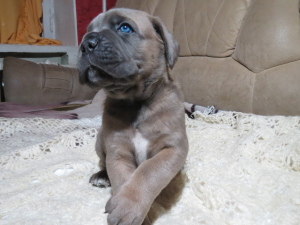 Photo №1. cane corso - for sale in the city of Murmansk | Negotiated | Announcement № 3955