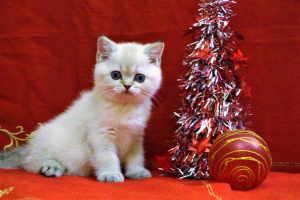 Photo №1. british shorthair - for sale in the city of Izhevsk | 98$ | Announcement № 4736