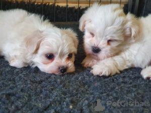 Photo №1. maltese dog - for sale in the city of Neuwied | 317$ | Announcement № 81809
