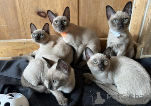 Photo №1. tonkinese cat - for sale in the city of Leonding | 361$ | Announcement № 178596