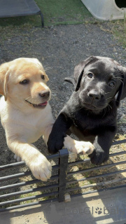 Photo №3. Labrador Retriever Puppies with Kind Hearts and Endless Energy. Netherlands