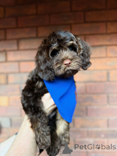 Photo №2 to announcement № 157472 for the sale of labradoodle - buy in Ireland private announcement
