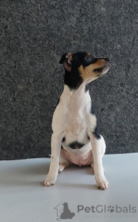 Photo №2 to announcement № 137186 for the sale of toy fox terrier - buy in Poland breeder