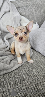 Photo №1. chihuahua - for sale in the city of Tampa | 400$ | Announcement № 101983