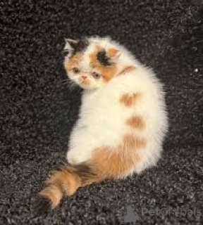 Photo №4. I will sell exotic shorthair in the city of Brussels. private announcement, breeder - price - 516$