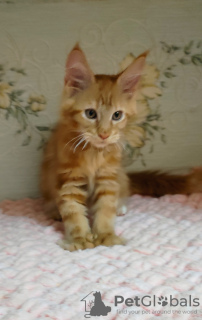 Photo №1. maine coon - for sale in the city of Minsk | 274$ | Announcement № 12823