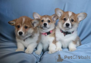 Photo №1. welsh corgi - for sale in the city of Minsk | 613$ | Announcement № 167152