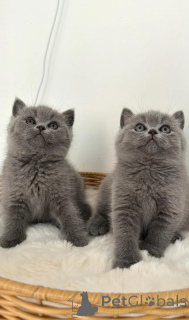 Photo №1. british shorthair - for sale in the city of Aqua | 413$ | Announcement № 171922
