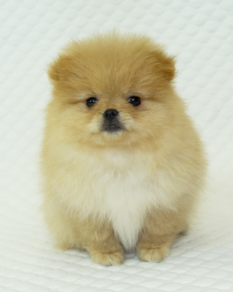 Photo №2 to announcement № 3470 for the sale of german spitz - buy in Russian Federation breeder