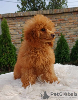 Photo №1. poodle (toy) - for sale in the city of Zrenjanin | negotiated | Announcement № 73105