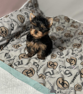 Photo №1. yorkshire terrier - for sale in the city of Roermond | negotiated | Announcement № 102529