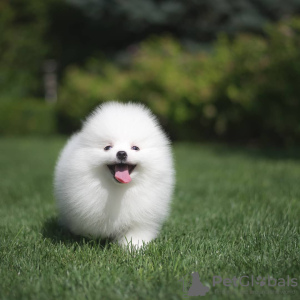 Photo №4. I will sell pomeranian in the city of Шверин. private announcement - price - 280$