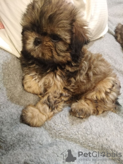 Additional photos: High breed Shih Tzu puppies.