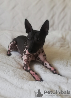 Photo №1. american hairless terrier - for sale in the city of Riga | 1538$ | Announcement № 18620