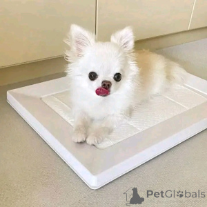 Photo №3. Hello everyone We have got this adorable baby now available for adoption Please. Spain