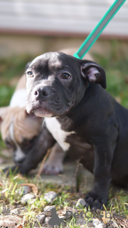 Additional photos: american bully