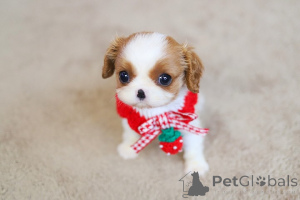 Photo №3. Hendricks shih tzu puppies for adoption. Andorra