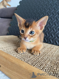 Photo №3. Abyssinian kittens of wild color. Russian Federation