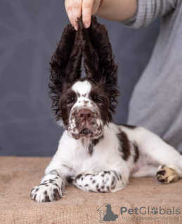 Additional photos: English Springer Spaniel puppy