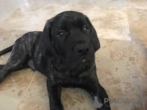 Photo №1. english mastiff - for sale in the city of Zürich | 528$ | Announcement № 89088