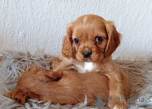 Photo №1. cavalier king charles spaniel - for sale in the city of Jettingen | Is free | Announcement № 130209