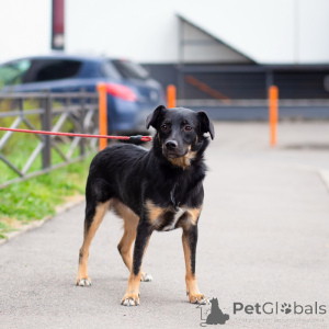 Photo №3. Cute small dog. Russian Federation