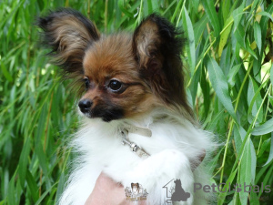 Photo №1. papillon dog - for sale in the city of Saratov | Is free | Announcement № 51179
