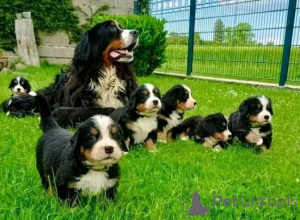 Photo №1. bernese mountain dog - for sale in the city of DußLingen | 380$ | Announcement № 158718