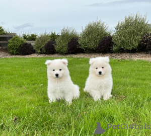 Photo №1. samoyed dog - for sale in the city of Tallinn | negotiated | Announcement № 162258