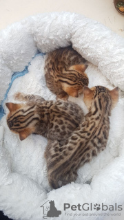 Photo №2 to announcement № 89633 for the sale of bengal cat - buy in Germany private announcement, from nursery