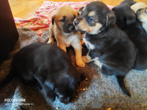 Photo №1. non-pedigree dogs - for sale in the city of Электросталь | Is free | Announcement № 79793