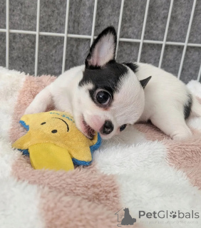 Photo №1. chihuahua - for sale in the city of Touolouse | negotiated | Announcement № 165312