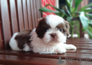 Photo №2 to announcement № 100398 for the sale of shih tzu - buy in United States private announcement