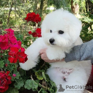 Additional photos: Bichon Frize puppies