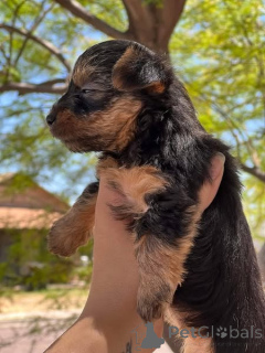 Photo №4. I will sell yorkshire terrier in the city of Christchurch. private announcement - price - negotiated