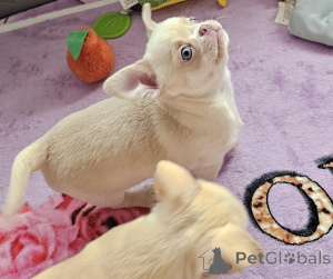 Photo №4. I will sell non-pedigree dogs in the city of IVANCICE. private announcement - price - negotiated