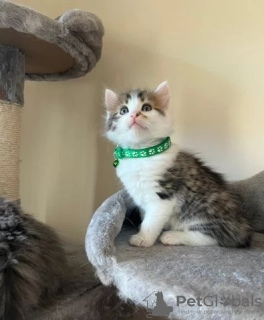 Photo №2 to announcement № 128877 for the sale of turkish angora - buy in Canada breeder