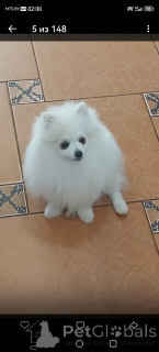 Photo №2 to announcement № 167541 for the sale of pomeranian - buy in Belarus private announcement