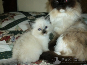 Photo №1. ragdoll - for sale in the city of Jerez de la Frontera | 317$ | Announcement № 121897