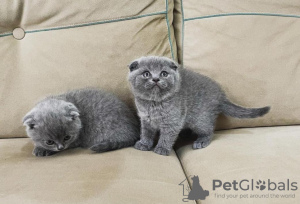 Photo №1. scottish fold - for sale in the city of Prague | negotiated | Announcement № 106484