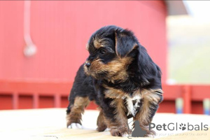 Photo №3. Adorable Yorkie Puppies Ready for Their Forever Homes!. United Kingdom