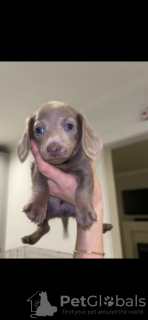 Photo №1. dachshund - for sale in the city of Berlin | 1412$ | Announcement № 132761