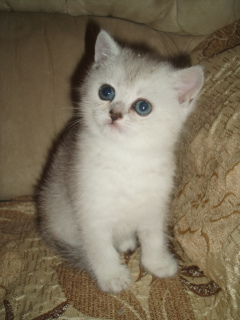 Photo №1. british shorthair - for sale in the city of Kamensk-Uralsky | 127$ | Announcement № 3248