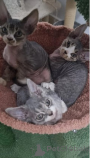 Photo №4. I will sell devon rex in the city of Hamburg. breeder - price - 900$