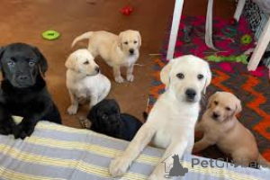 Photo №1. labrador retriever - for sale in the city of Brussels | 1032$ | Announcement № 160908