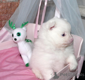 Photo №2 to announcement № 167127 for the sale of pomeranian - buy in Switzerland 