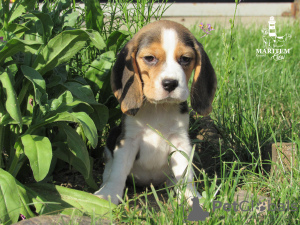 Photo №1. beagle - for sale in the city of Приморск | 780$ | Announcement № 10834